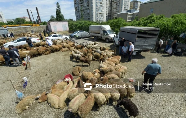 Bayram günündə qurbanlıq heyvanların satış və kəsimi - FOTOREPORTAJ