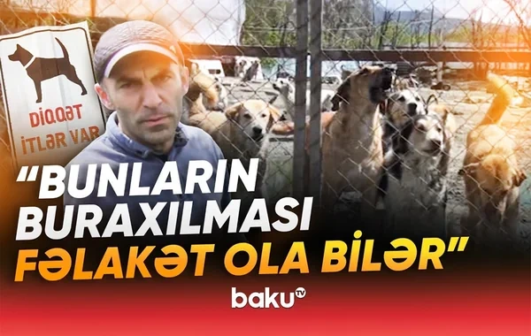 Yüzlərlə heyvan sığınacaqdan çıxarıldı: "Bu qədər iti hara aparım?!" - VİDEO