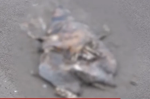 Pirşağıda suiti cəsədləri aşkarlanıb - Video