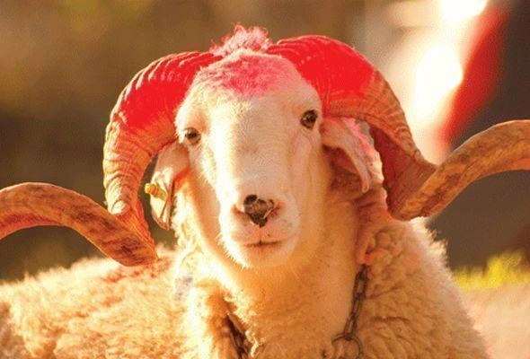 Bayram günü Azərbaycanda nə qədər qurban kəsildi?