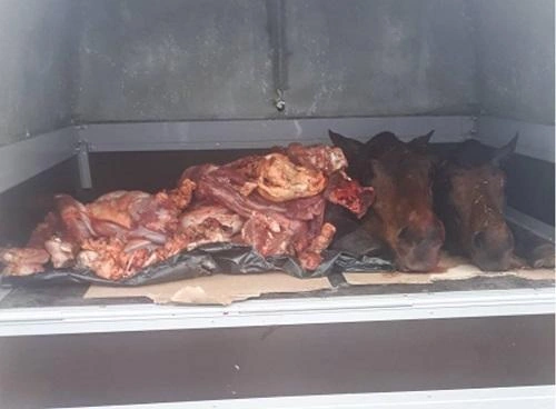 Bakıda 1 tondan artıq yararsız at əti aşkar olundu - Video