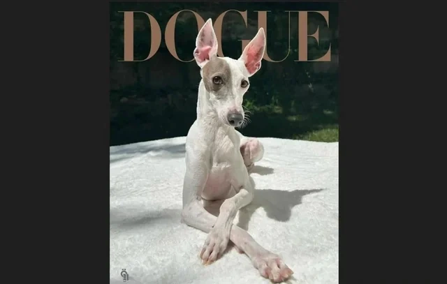 "Vogue" 2026-cı ilin ən dəbli itini seçdi - FOTO