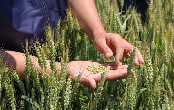 Milli Məclisdə toxumçuluqla bağlı dörd qanuna dəyişiklik ilk oxunuşdan keçdi