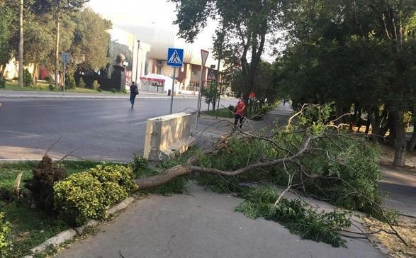 İsmayıllıda güclü külək irigövdəli ağacları aşırdı - Foto