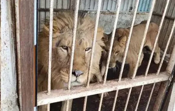 Evində zoopark yaradan Moskva sakinindən şirlər və ayılar müsadirə edildi