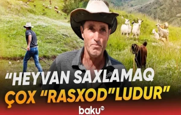 Lahıclı çoban heyvandarlığın gizli tərəflərini açdı: "Kənardan baxanlara asan gəlir" - VİDEO