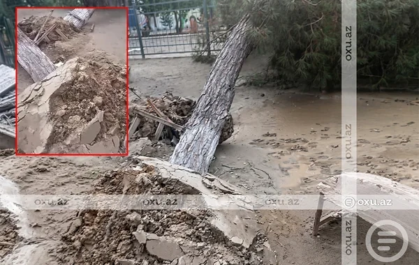 Sumqayıtda 50 illik şam ağacları kim tərəfindən məhv edildi? - FOTO - VİDEO