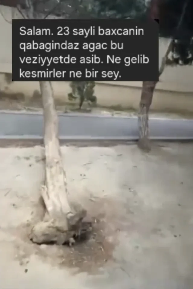 Yeni Günəşlidə uşaq bağçasının qarşısında ağac aşdı - FOTO