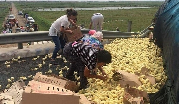 Yük maşını aşdı: Yüzlərlə cücə yola səpələndi – Video