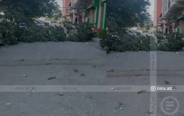 Bakıda güclü külək ağacı aşırdı - VİDEO