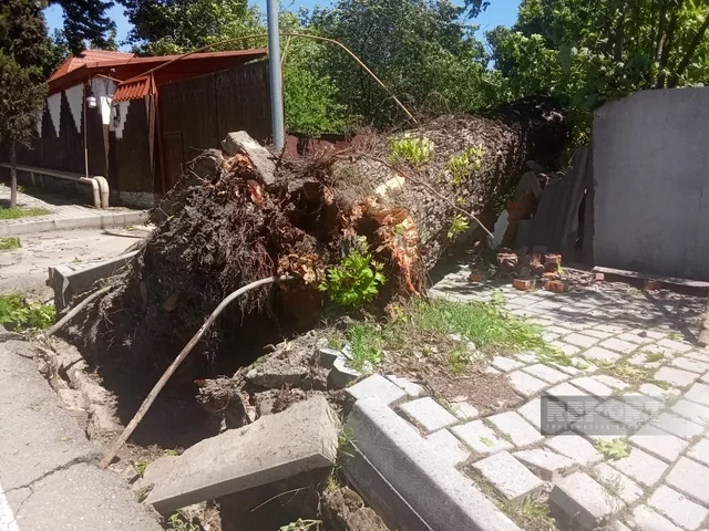 İsmayıllıda güclü külək irigövdəli ağacları aşırıb - FOTO