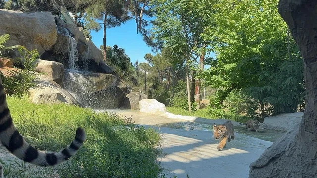 Bakı Zooloji Parkında Amur pələngi balaları dünyaya gəlib - FOTO