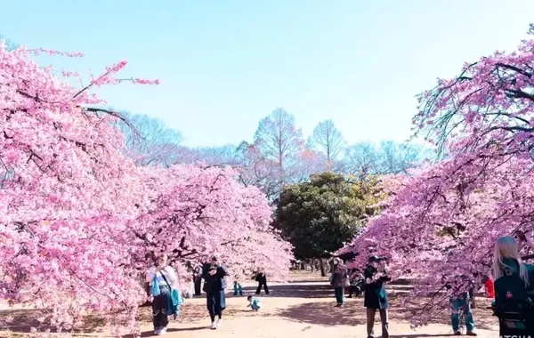 Tokioda sakura ağacları sakinlərə təhlükə yaratmağa başlayıb