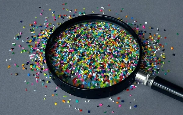 Antarktidada mikroplastik təhlükəsi: Həşəratların qida mənbəyinə çevrilib