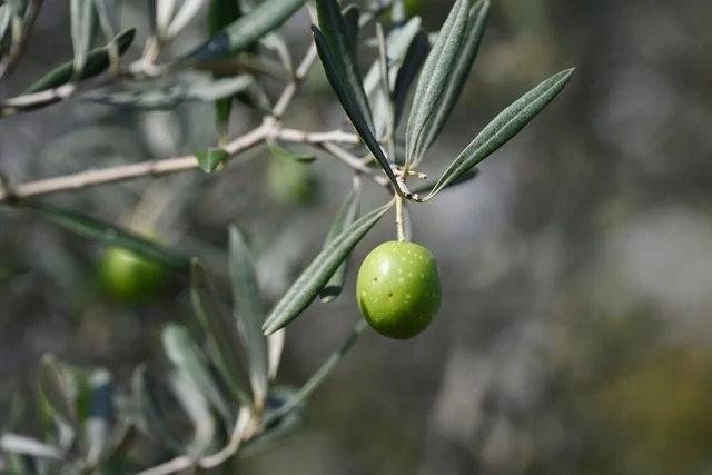 Zeytun Festivalının açılışı olub - Foto