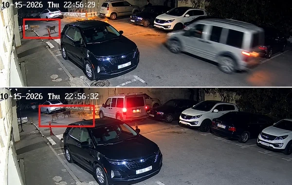 Bakıda küçə itləri sakinlərə hücum çəkdi - Video