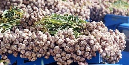 Səhər acqarına sarımsaq udmaq nəyə xeyirdir?