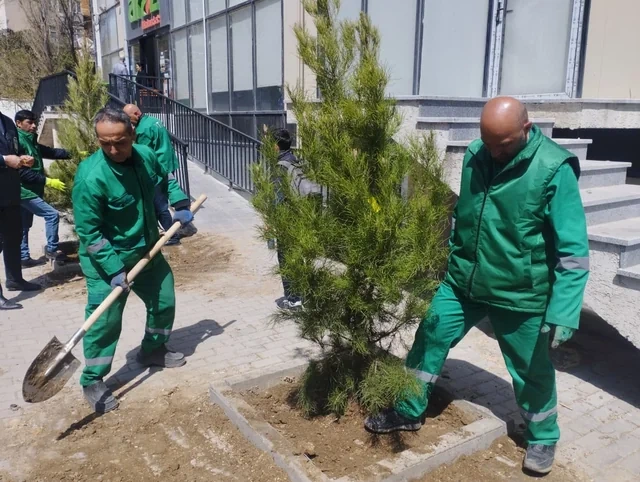 Nərimanov rayonunda qurumuş ağacların yerinə yeniləri əkilib - FOTO