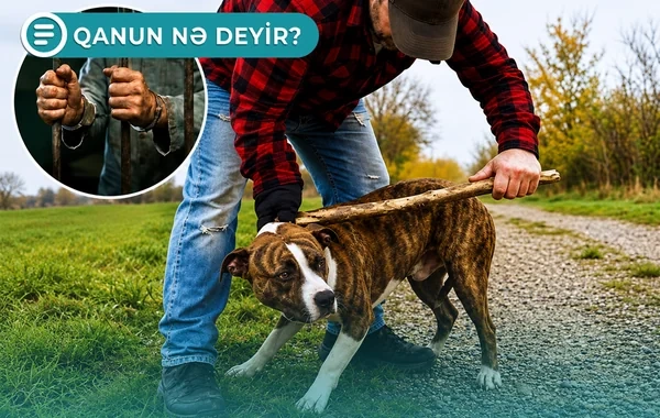 Heyvanlara qarşı kobud davranmağa görə böyük məbləğdə cərimələnə bilərsiniz - Qanun nə deyir? - VİDEO