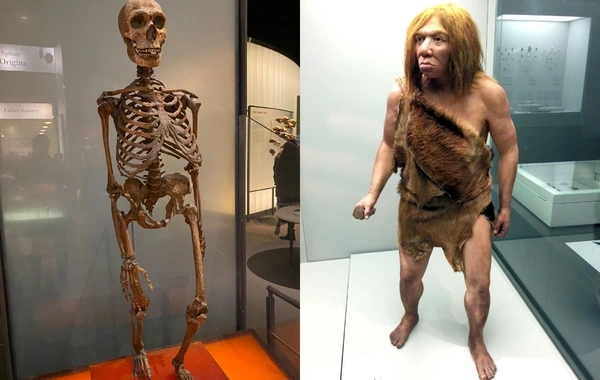 Tağlar mağarasında 57 ildən sonra ilk dəfə neandertal insana aid qalıqlar TAPILDI