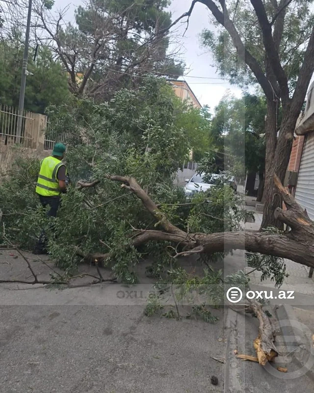 Bakıda güclü külək 15 ağacı sındırıb - FOTO