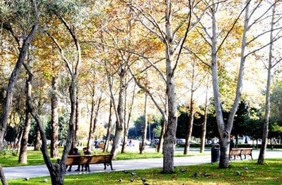 Bulvarda 17 ağac kəsildi, qurum hərəkətə keçdi