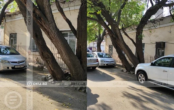 Bakıda məktəblilərin həyatı təhlükədə: Ağac hər an aşa bilər