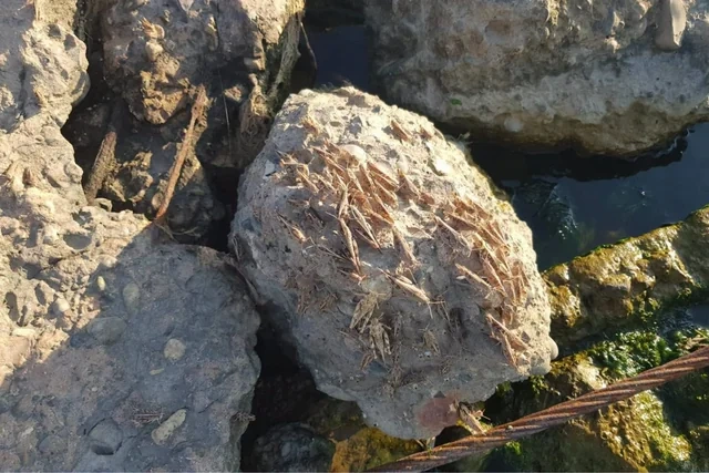 Abşerona çəyirtkə hücumu ilə bağlı RƏSMİ AÇIQLAMA - FOTO