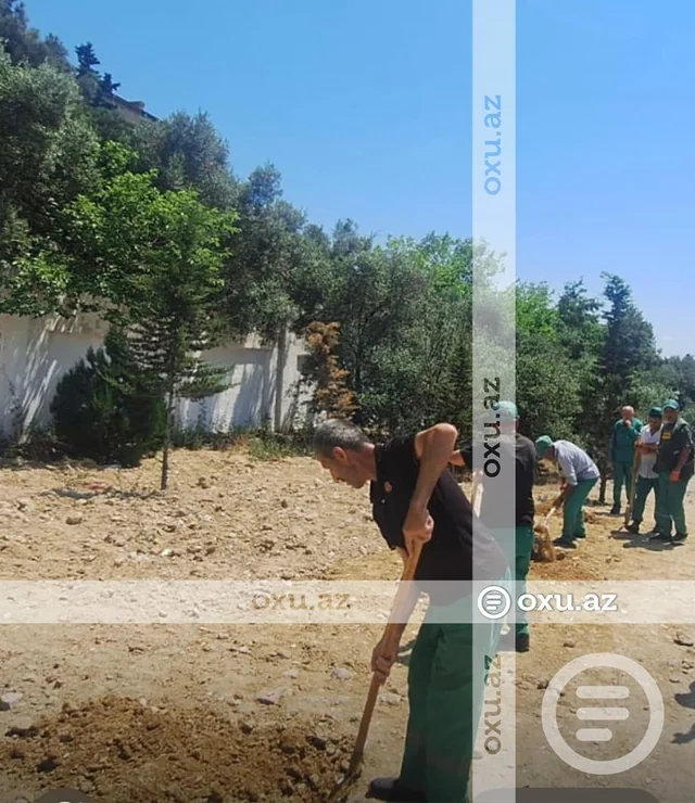 Yasamalda yaşıllığın məhv edilməsi iddiasına RƏSMİ CAVAB - FOTO - VİDEO