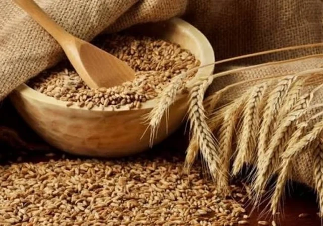 Buğda istehsalında yeni subsidiya mexanizmi nəyi dəyişəcək? - Foto