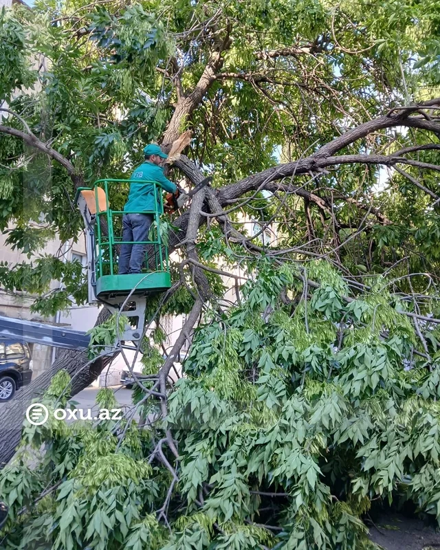 Bakıda güclü külək onlarla ağacı aşırıb - FOTO/VİDEO