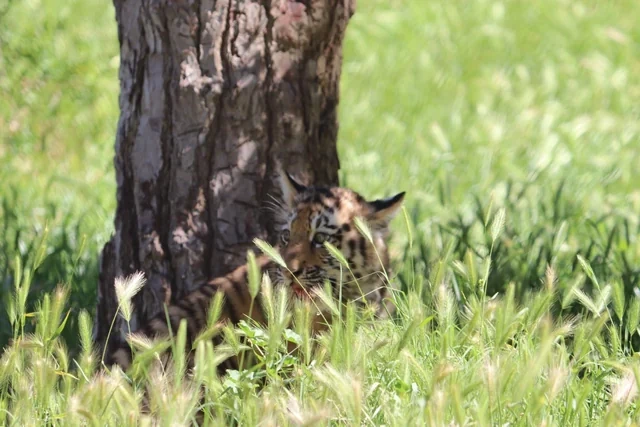 Bakı Zooloji Parkında Amur pələngi balaları dünyaya gəlib - FOTO