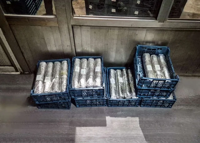 Xüsusilə külli miqdarda marixuananı Azərbaycandan keçirmək istədilər - Video