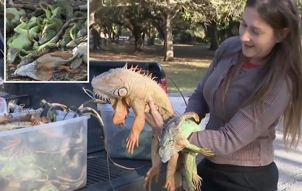 Florida donur: Mindən çox iquana ekstremal soyuqda hərəkətsiz qaldı