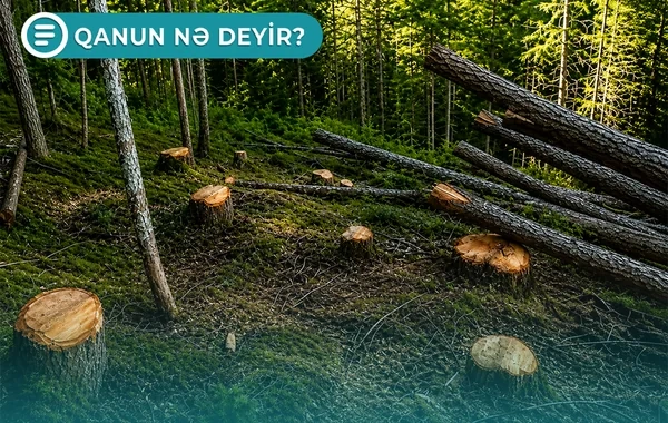 Ağacların kəsilməsinə görə külli miqdarda cərimə və həbs oluna bilərsiniz - Qanun nə deyir? - VİDEO
