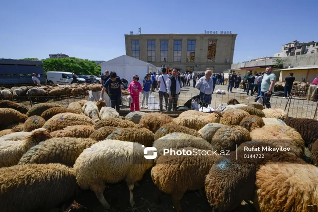 Bayram günündə qurbanlıq heyvanların satış və kəsimi - FOTOREPORTAJ