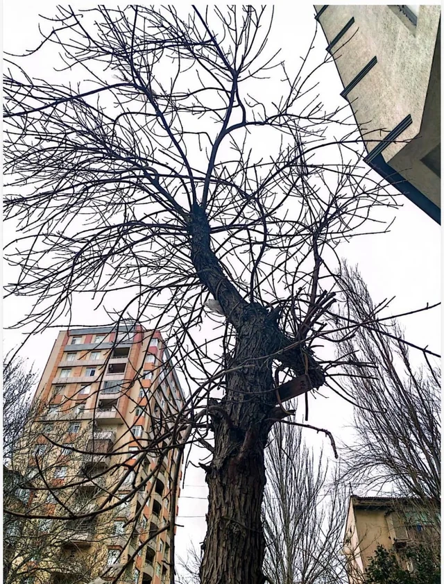 Nərimanov rayonunda qurumuş ağacların yerinə yeniləri əkilib - FOTO