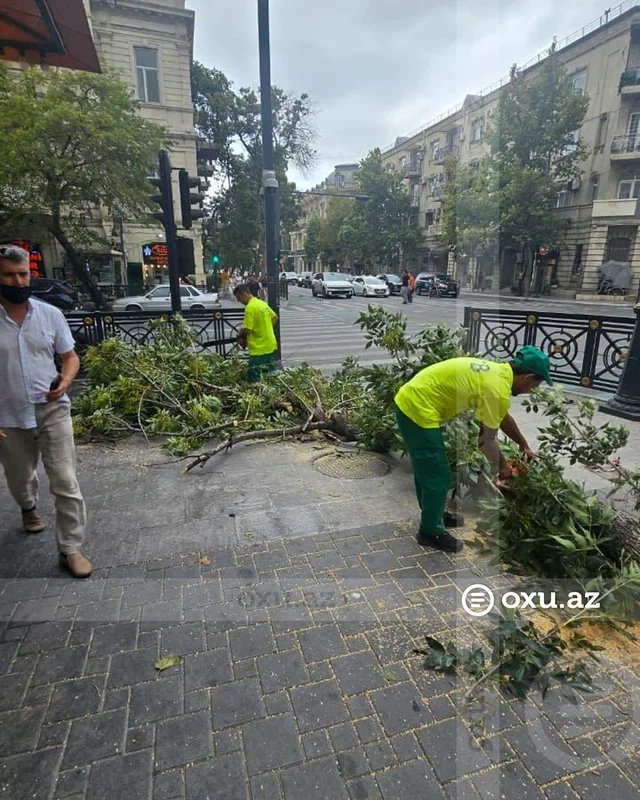 Bakıda güclü külək 15 ağacı sındırıb - FOTO