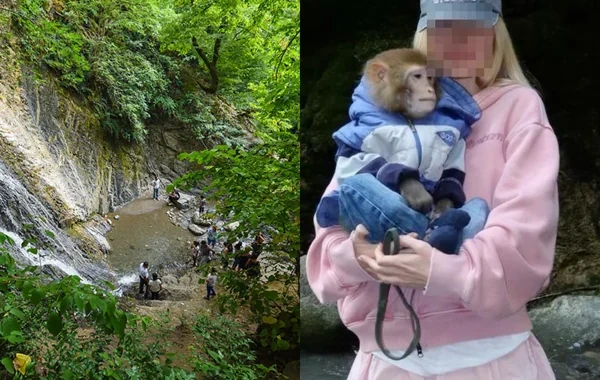 Qəbələdə turist meymunla şəkil çəkdirərkən başından yaralandı - Foto