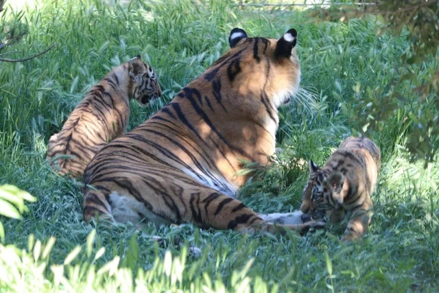 Bakı Zooloji Parkında Amur pələngi balaları dünyaya gəlib - FOTO