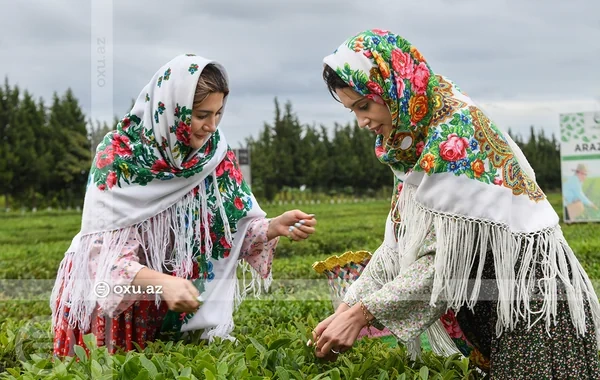 Zümrüd rəngli çay, arılar, Xanbulan - Lənkəranın gəzməli-görməli yerləri - FOTO