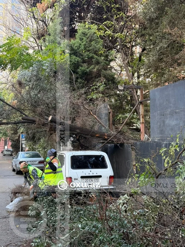 Məşhur tikinti şirkəti Bakının mərkəzində yaşıllıq zolağını məhv edir? - Foto