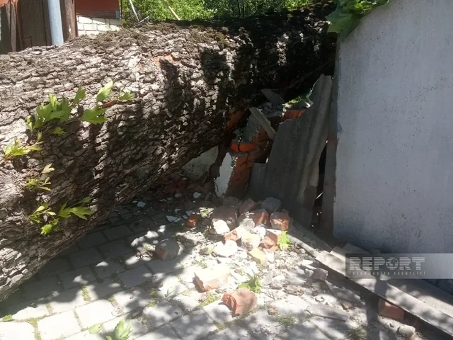 İsmayıllıda güclü külək irigövdəli ağacları aşırıb - FOTO