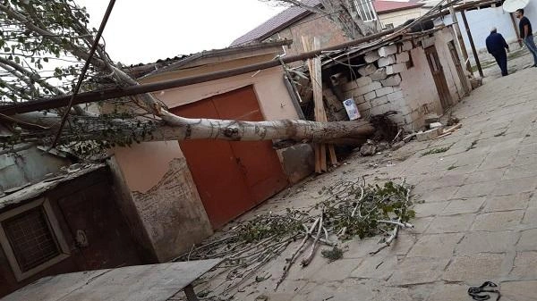 Bakıda güclü külək: 8 ağac aşdı, daha 12-si isə...