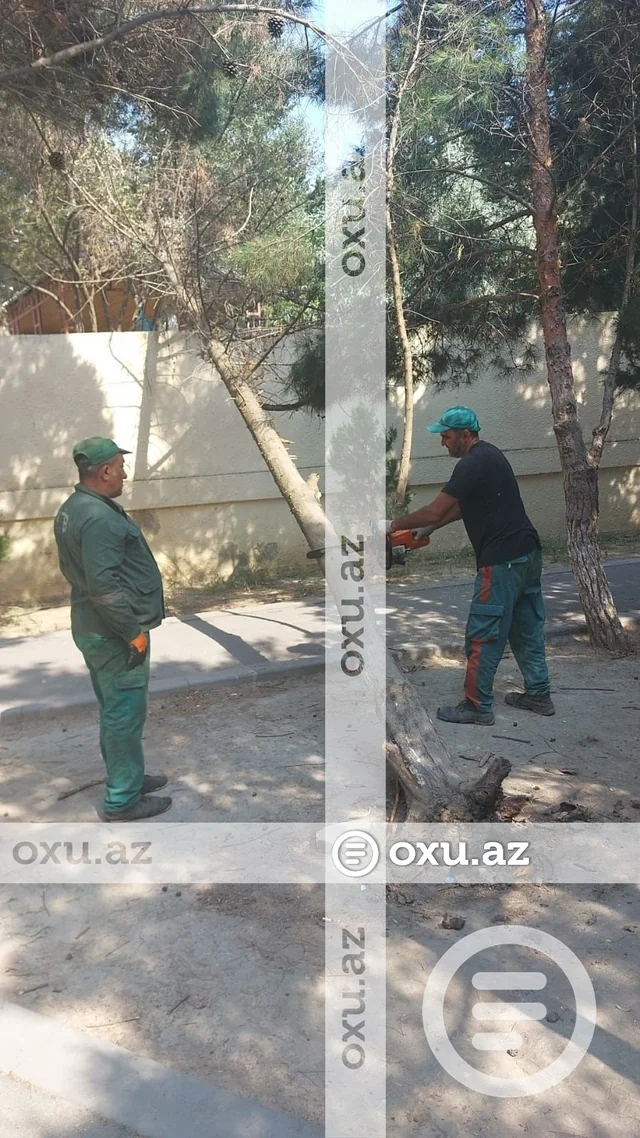 Yeni Günəşlidə uşaq bağçasının qarşısında ağac aşdı - FOTO