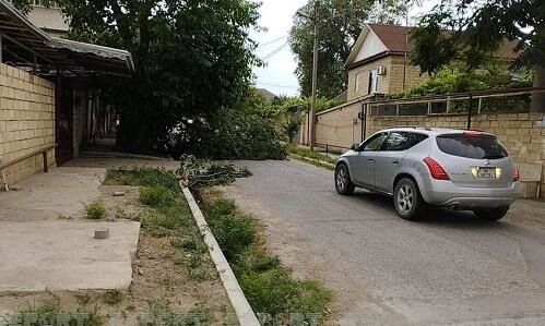Mingəçevirdə güclü külək ağacları sındırdı, elektrik isə...