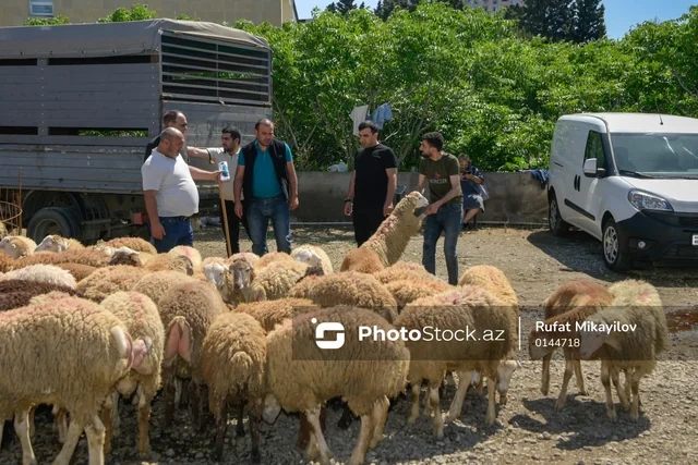 Bayram günündə qurbanlıq heyvanların satış və kəsimi - FOTOREPORTAJ