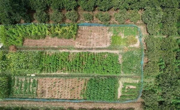 Ağsuda narkotik plantasiyası aşkar edildi - Video