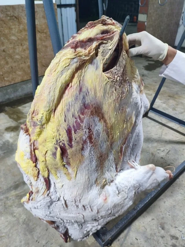 Masallıda üç tondan çox istehlaka yararsız ət aşkarlanıb - FOTO - VİDEO