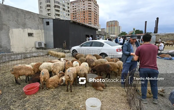 Azərbaycanda qurbanlıq heyvanların satışı və kəsimi məntəqələri - ÜNVANLAR